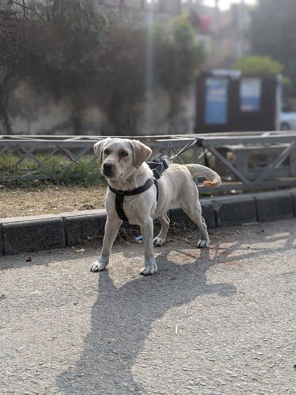 Labrador female age 8 month 0