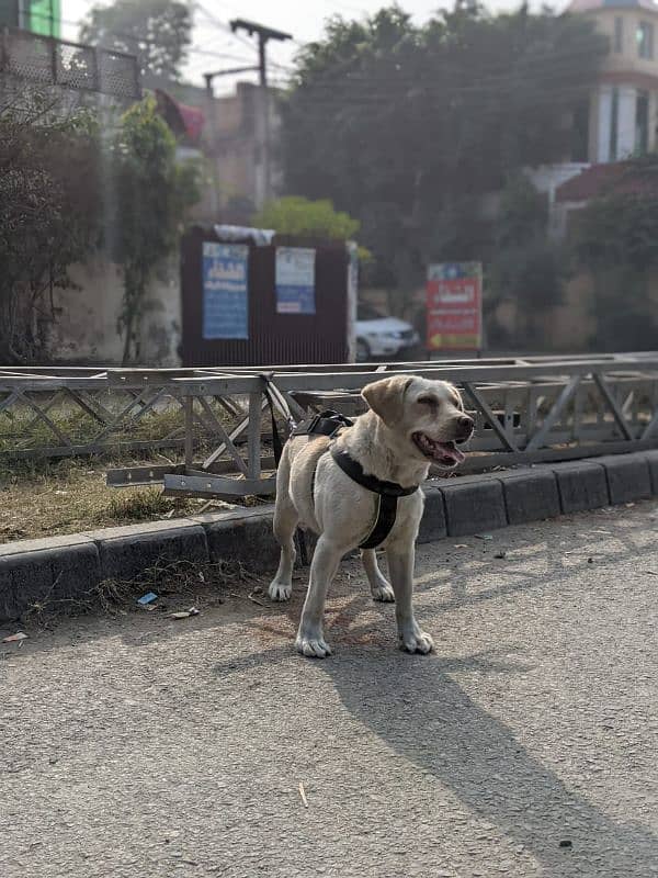 Labrador female age 8 month 1