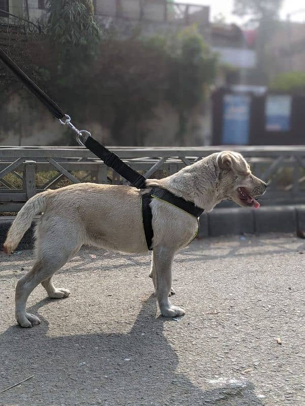 Labrador female age 8 month 2