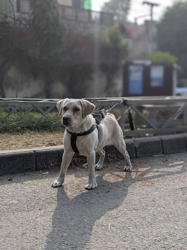 Labrador female age 8 month 4