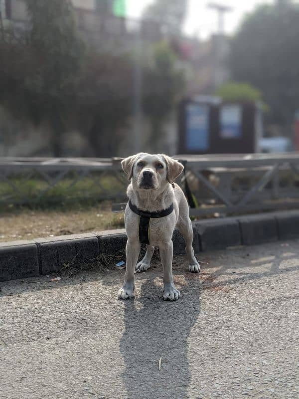 Labrador female age 8 month 5