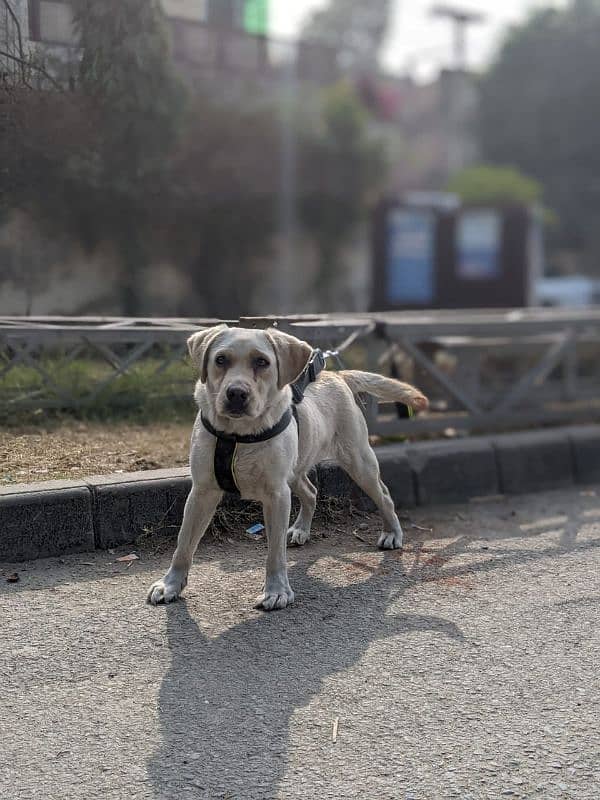 Labrador female age 8 month 6