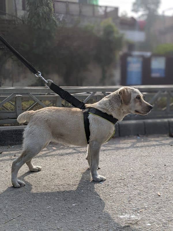 Labrador female age 8 month 7