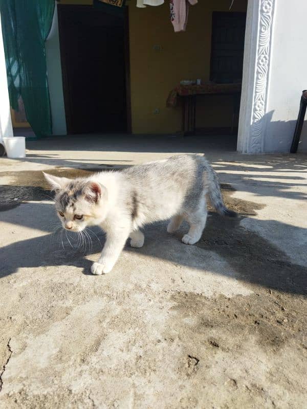 Persian Kitten Available 1