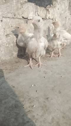 Heera chicks