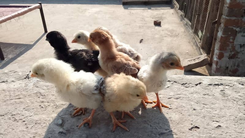 Heera chicks 4