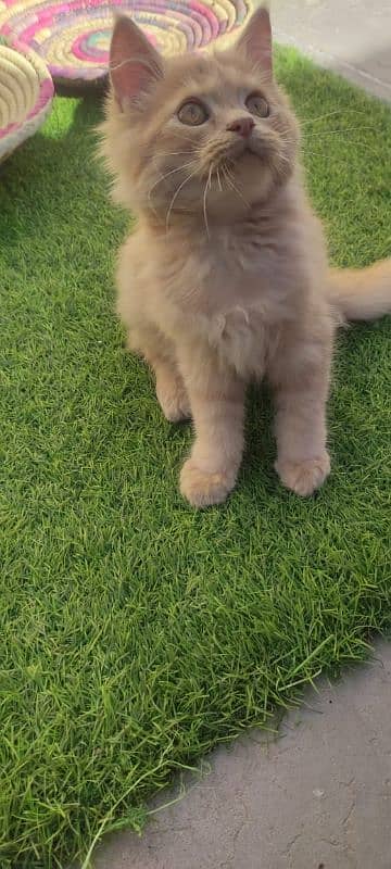 Persian Cat Pure Breed For Sale 1