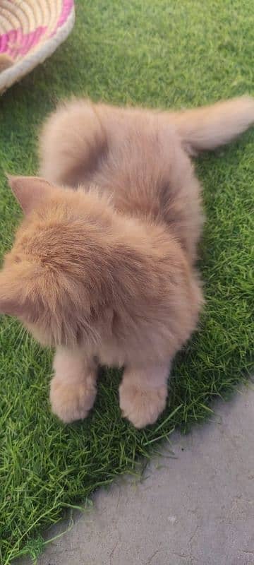 Persian Cat Pure Breed For Sale 2