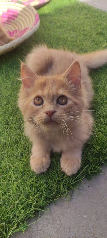 Persian Cat Pure Breed For Sale 0