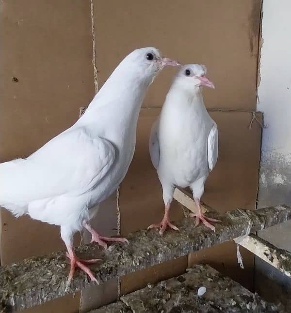 baby pigeons 1