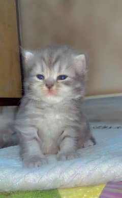 cat Female 2 kitten for Sale 1 month Age