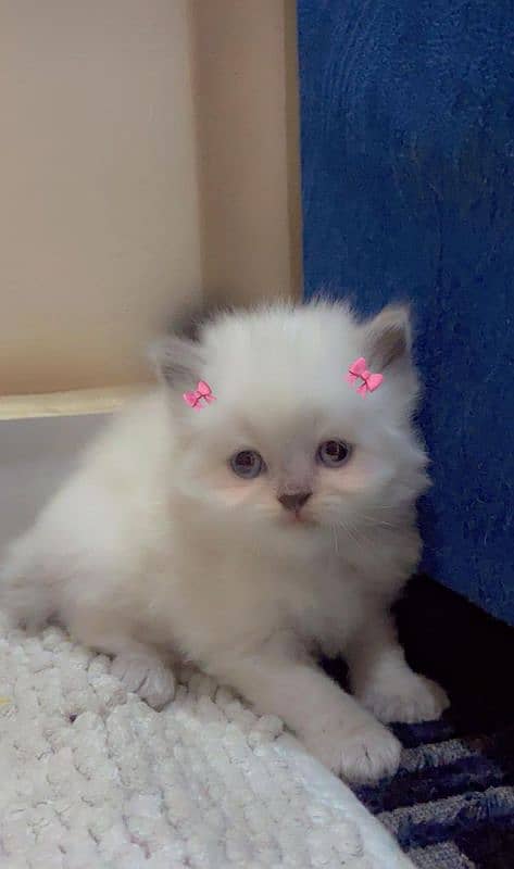 cat Female 2 kitten for Sale 1 month Age 1