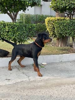 Rottweiler