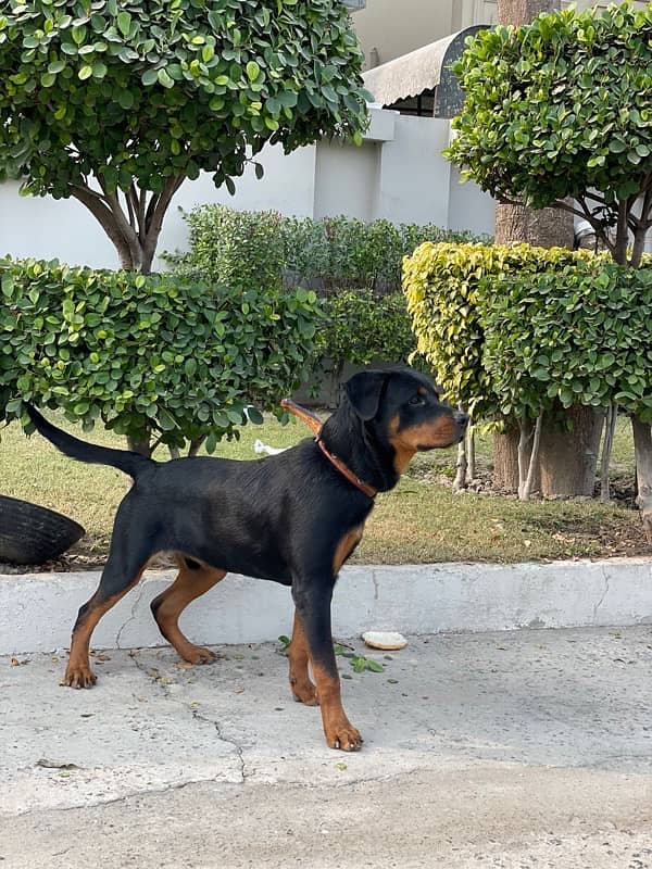 Rottweiler Male 1