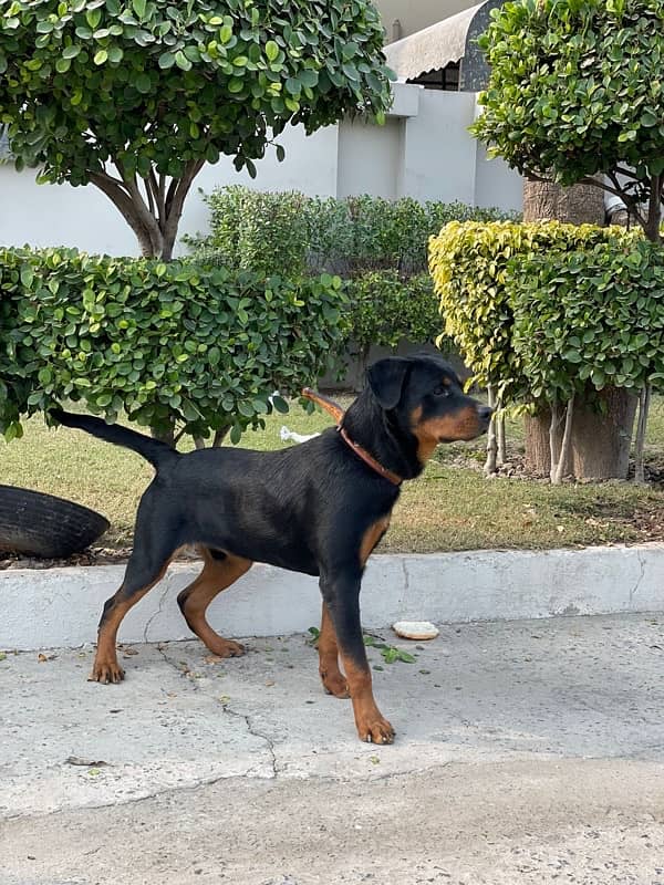 Rottweiler Male 2