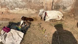 goat with kids