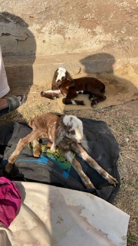 goat with kids 1