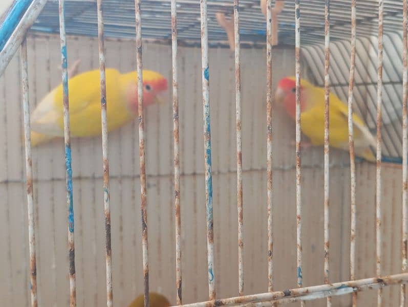 lutino pair 1 fisher male 1 budgie female 0