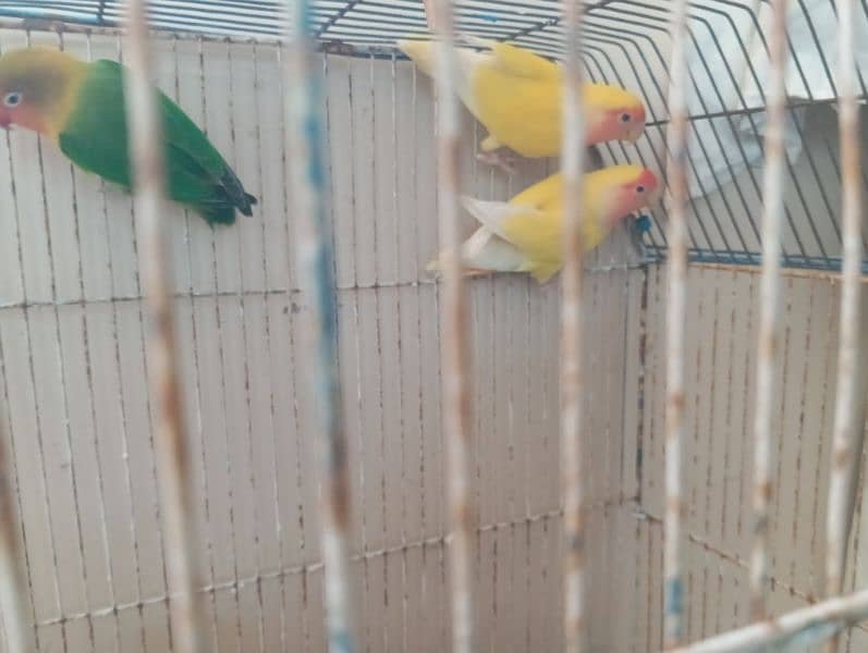 lutino pair 1 fisher male 1 budgie female 3