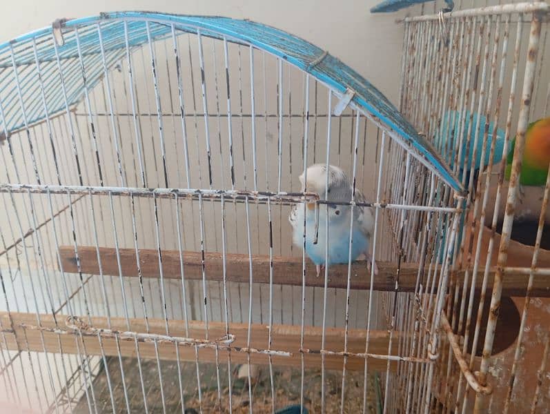 lutino pair 1 fisher male 1 budgie female 4