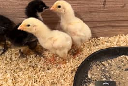 Shamo Chicks | white shamo | black shamo | shamo  | shamo egg