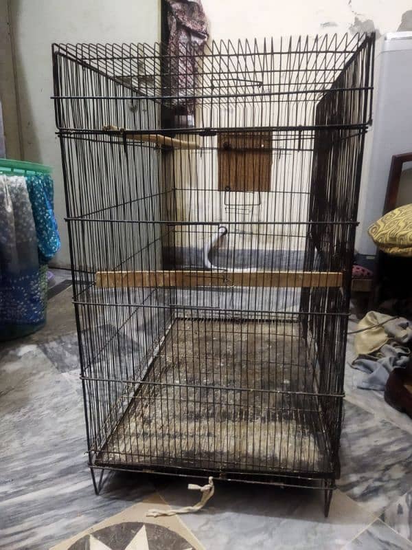 Birds Cage 3