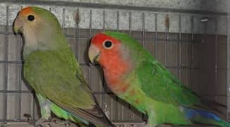 love bird