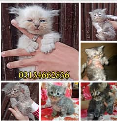 Bhalo Quality kittens