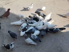 Mix pigeons for sale