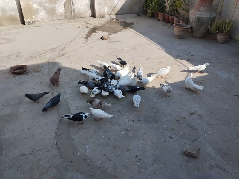 Mix pigeons for sale 1