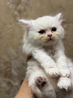 Persian cat II Persian kittens I triple coated II cats for sale II