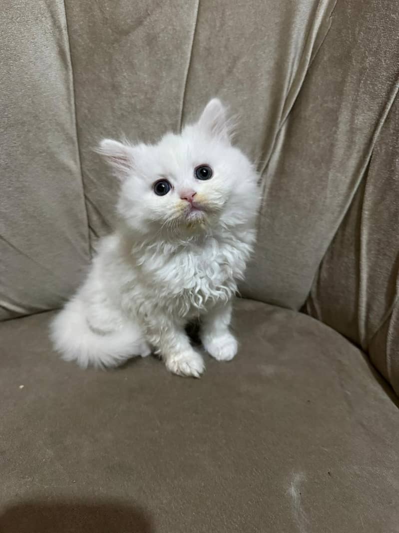 Persian cat II Persian kittens I triple coated II cats for sale II 2