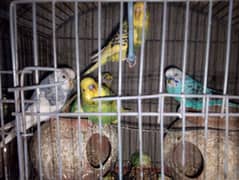 3 pairs and 1 budgie free