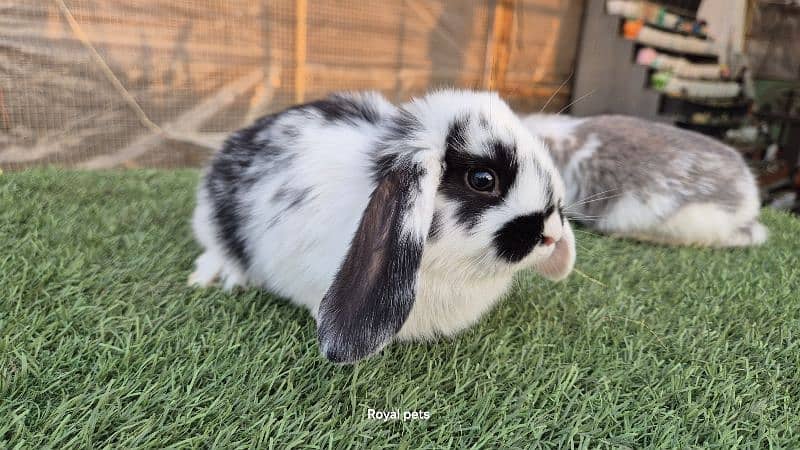 Holland Lop Bunnies Rabbit 0