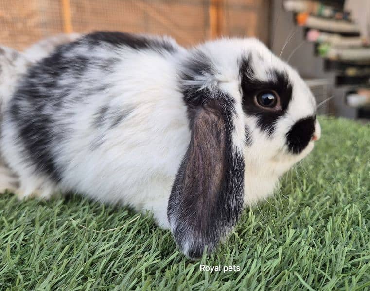 Holland Lop Bunnies Rabbit 1