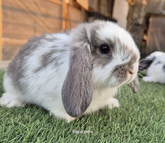 Holland Lop Bunnies Rabbit 2