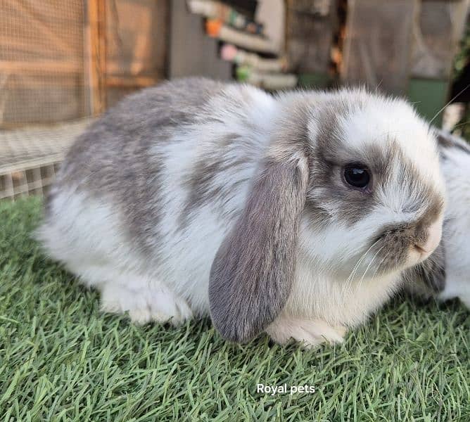 Holland Lop Bunnies Rabbit 3