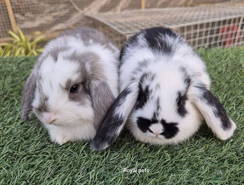 Holland Lop Bunnies Rabbit 4