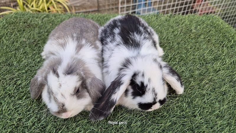 Holland Lop Bunnies Rabbit 5