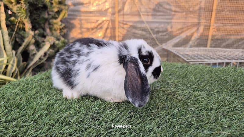 Holland Lop Bunnies Rabbit 6