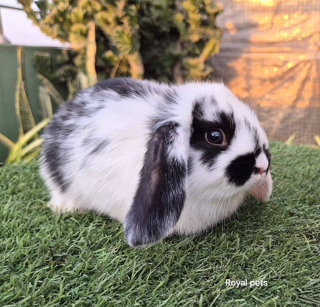 Holland Lop Bunnies Rabbit 7