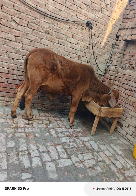 Sahiwal Cow 2