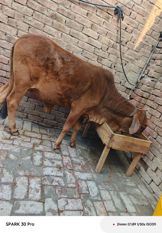 Sahiwal Cow 3