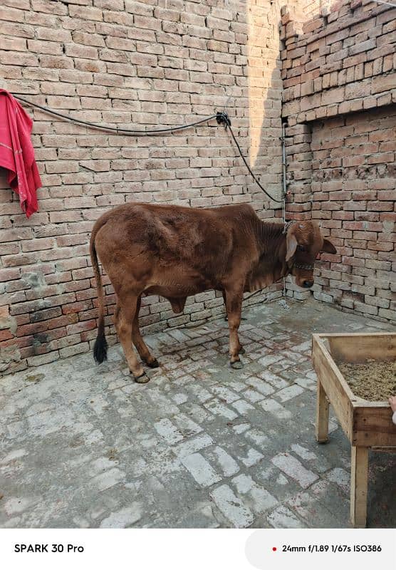 Sahiwal Cow 5