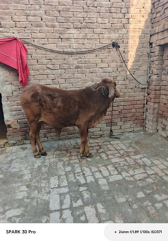 Sahiwal Cow 6