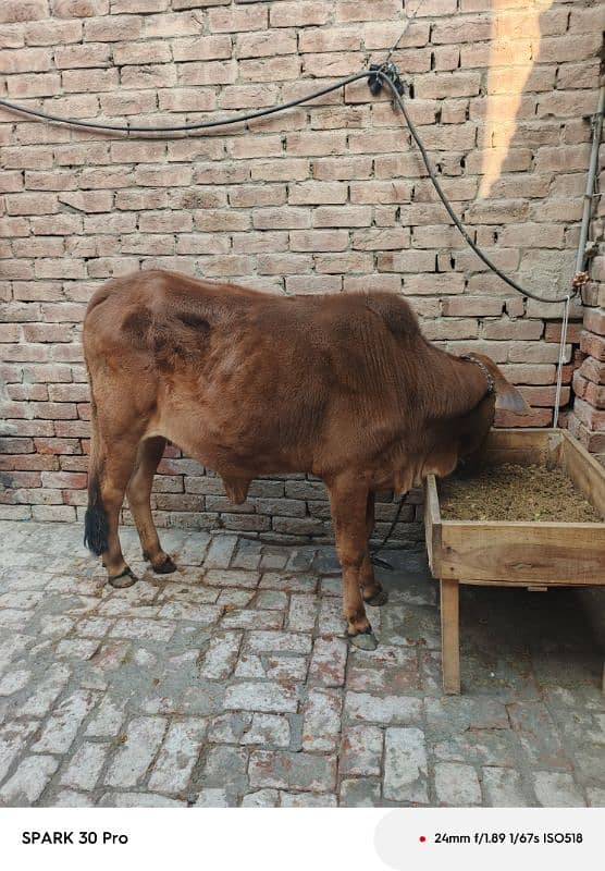 Sahiwal Cow 7