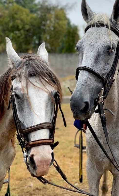 Riding horse & international Tent Pegging 0