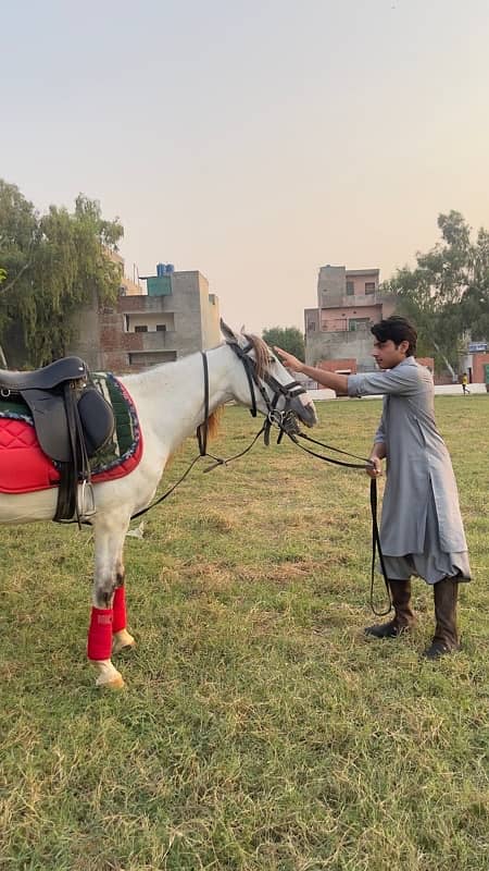 Riding horse & international Tent Pegging 1