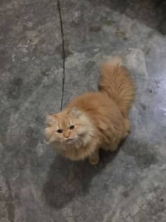 Persian cat/Persian kitten's for sale