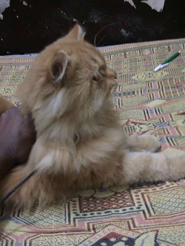 Persian cat/Persian kitten's for sale 1